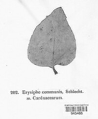 Erysiphe cruciferarum image